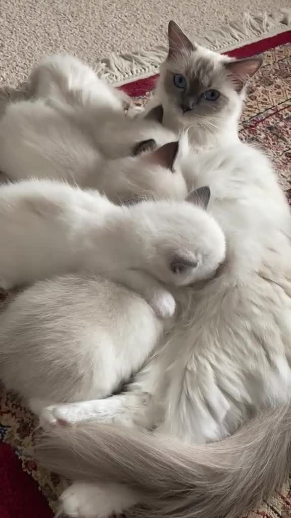 Ragdoll cats for sale: GCCF Best of Breed & Champion Bloodline Ragdolls🏆 - Video 1