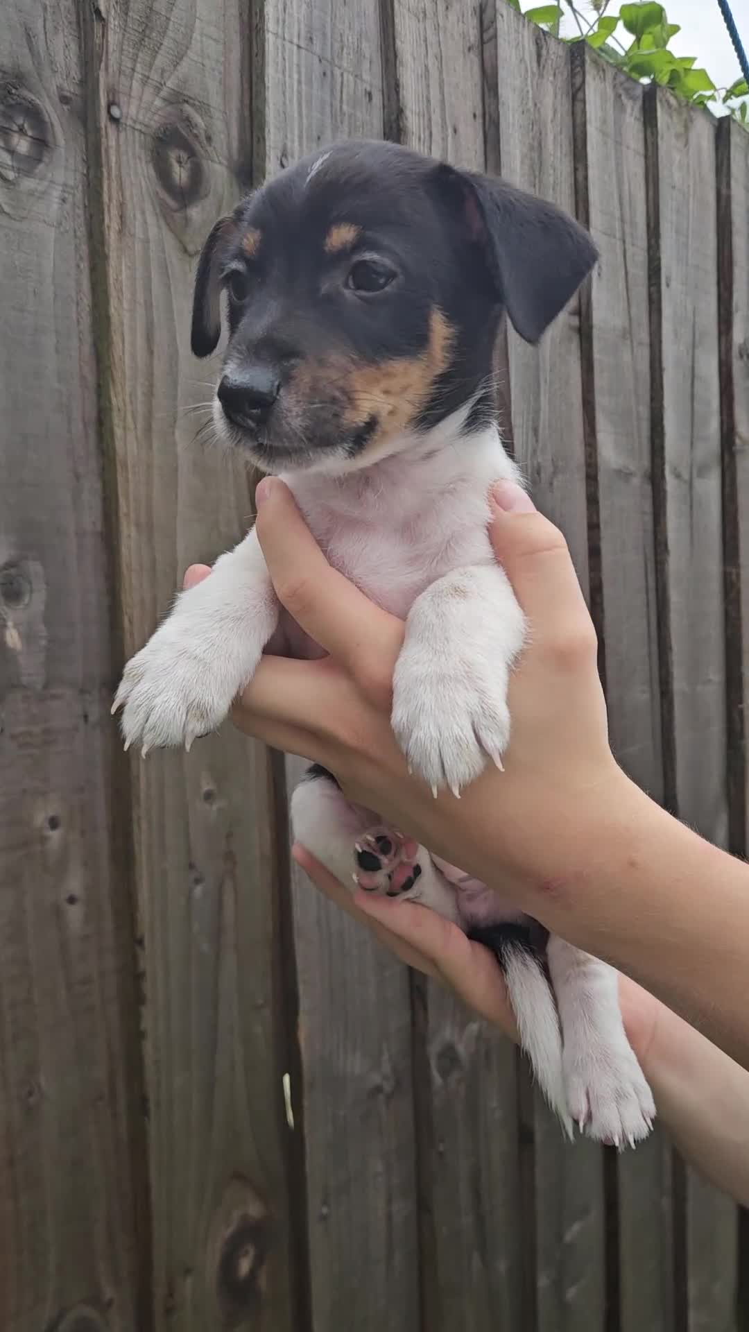Jack Russell dogs for sale: Jack Russell Terrier  in Epping - Video 3