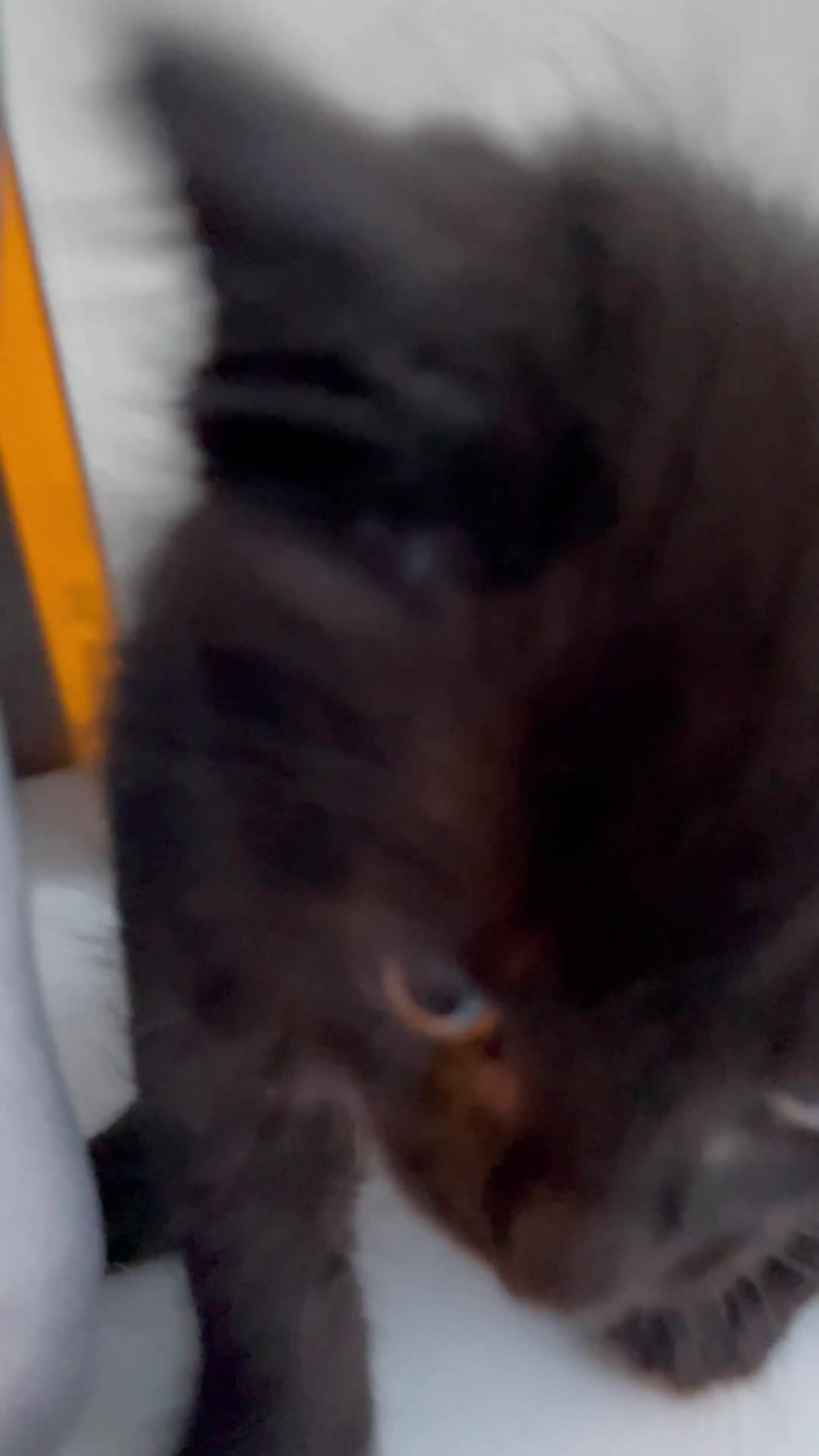 Mixed Breed cats for sale: Mixed Breed Kittens – 1 Male & 4 Female Available - Video 3