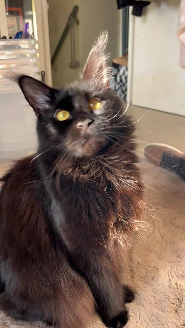 Maine Coon cats for stud: TICA active Black Smoke Boy! - Video 1