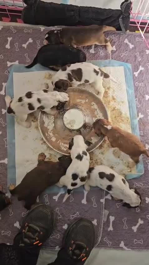 Cocker Spaniel dogs for sale: Quality Sable Show Cocker spaniel Puppies - Video 1