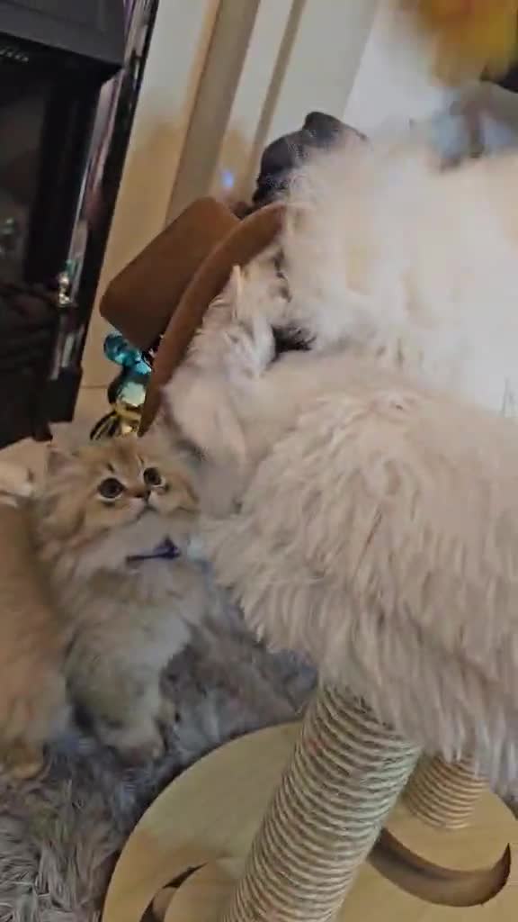 British Longhair cats for sale: Purebred British Longhair Boys-WCF Pedigree - Video 3