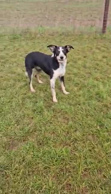 Mixed Breed dogs for adoption: TOMMY - Video 1