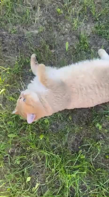 British Shorthair cats for stud: Stunning Chunky Leo - Video 1