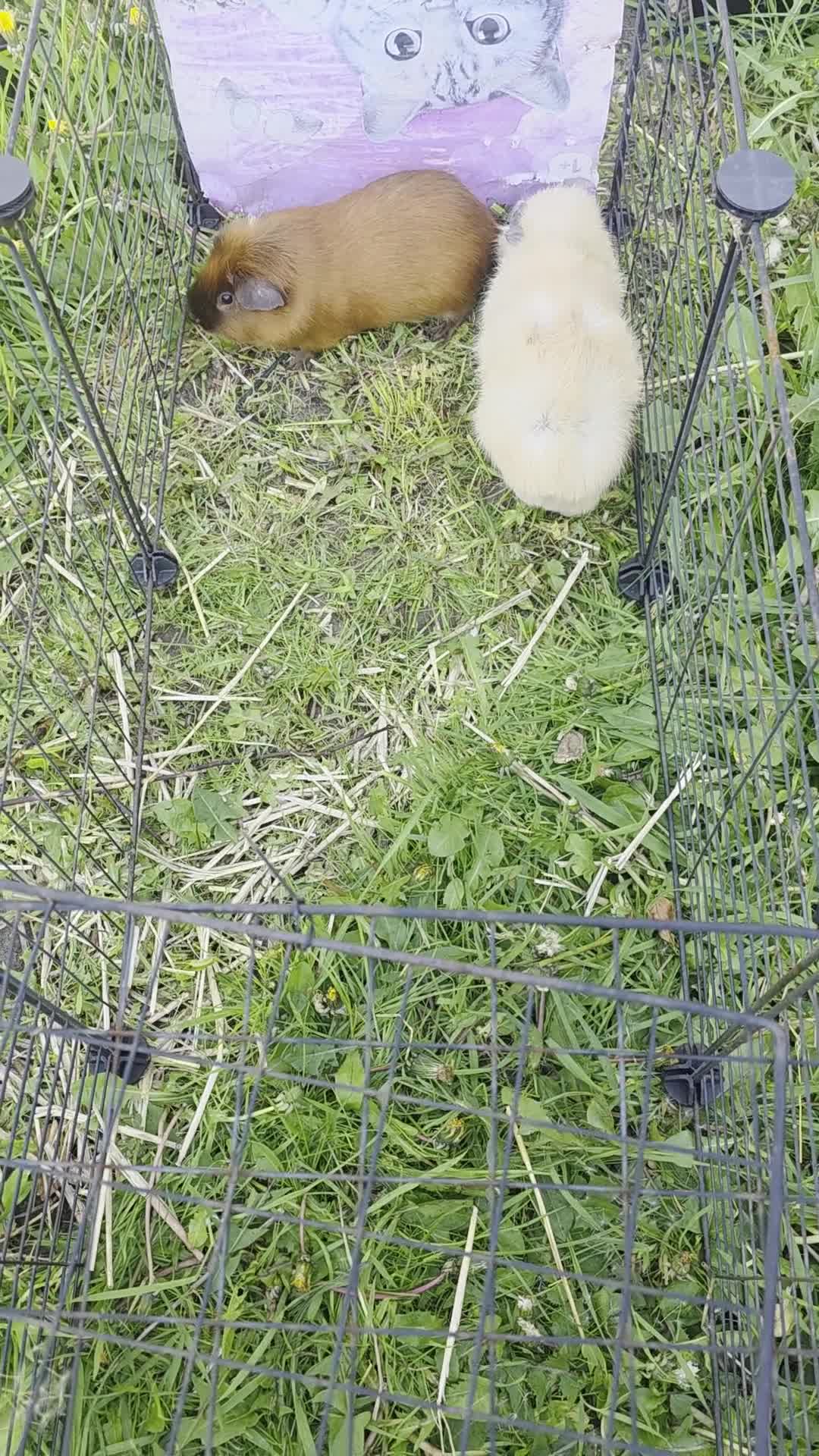 Guinea Pig rodents for sale: Pair of bonded boar guinea pigs - Video 1