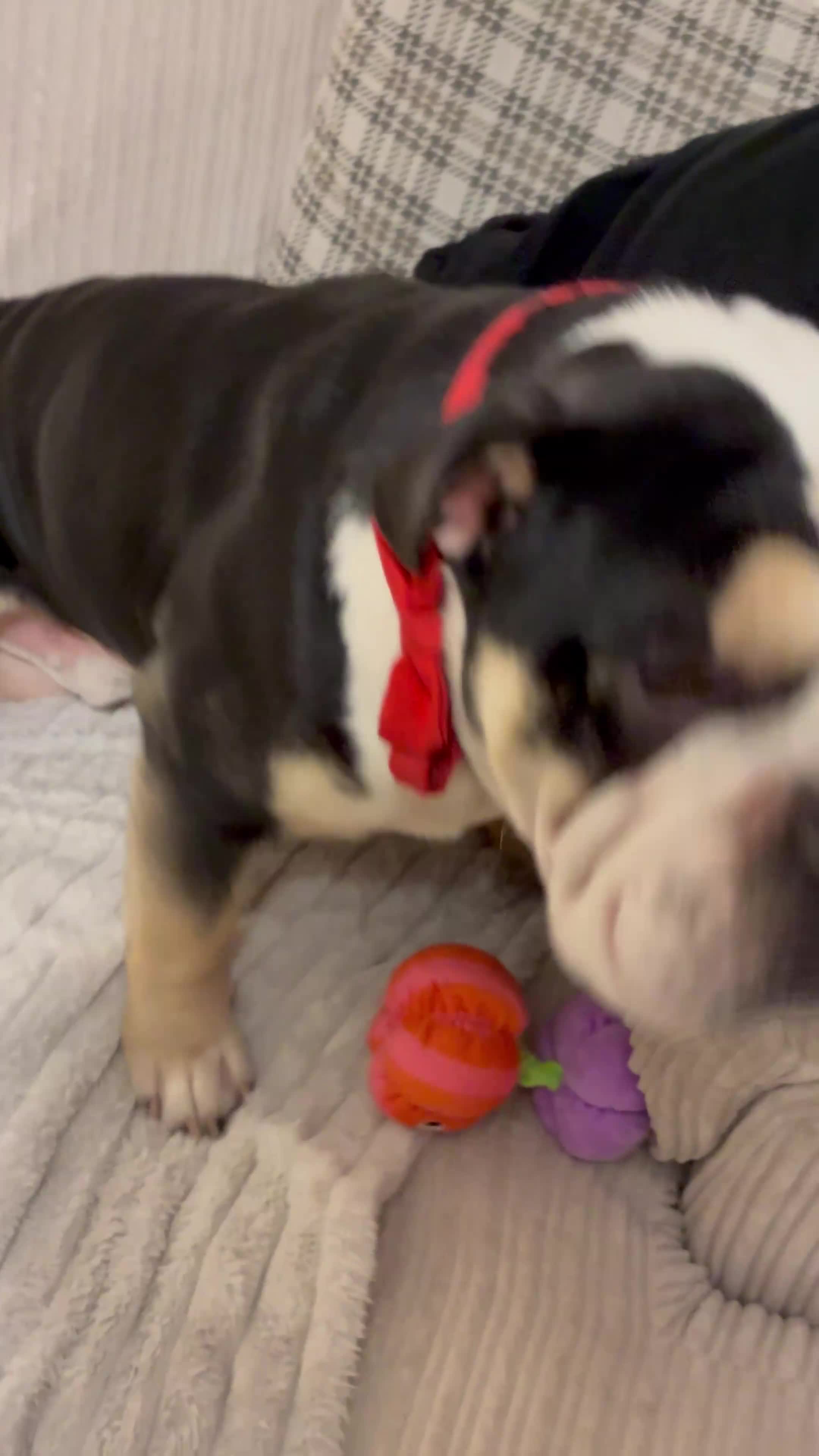 Olde English Bulldogge dogs for sale: Enzo - Olde English Bulldog - Video 2