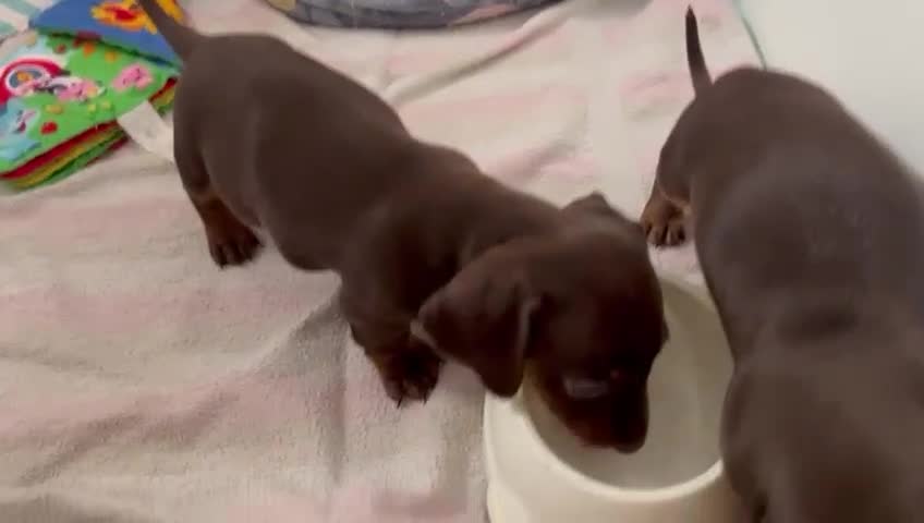 Miniature Dachshund dogs for sale: KC Registered Miniature Dachshund Puppies For Sale - Video 1