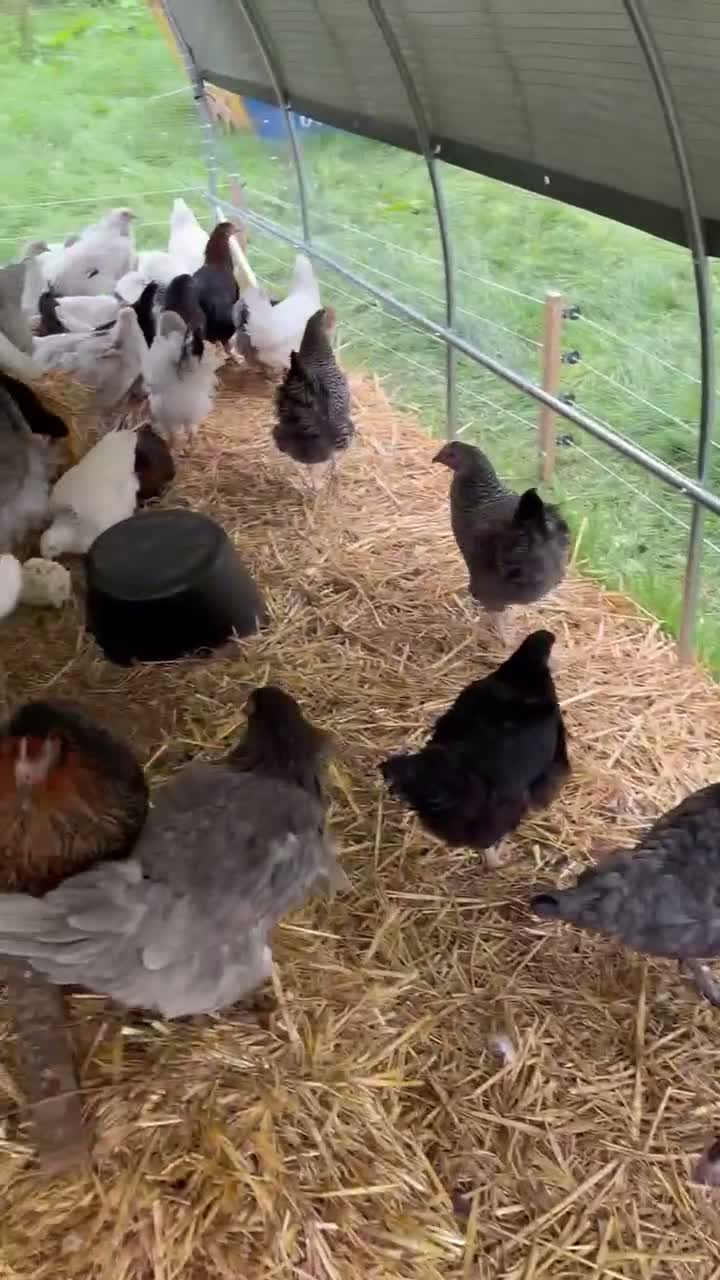 Chickens poultry for sale: Point of lay hybrid pullets (hens) - Video 2