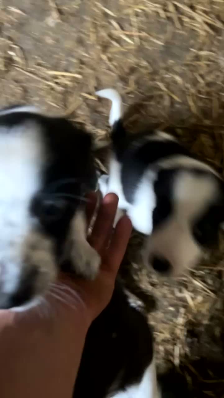 Border Collie dogs for sale: Collie pups for sale  - Video 1