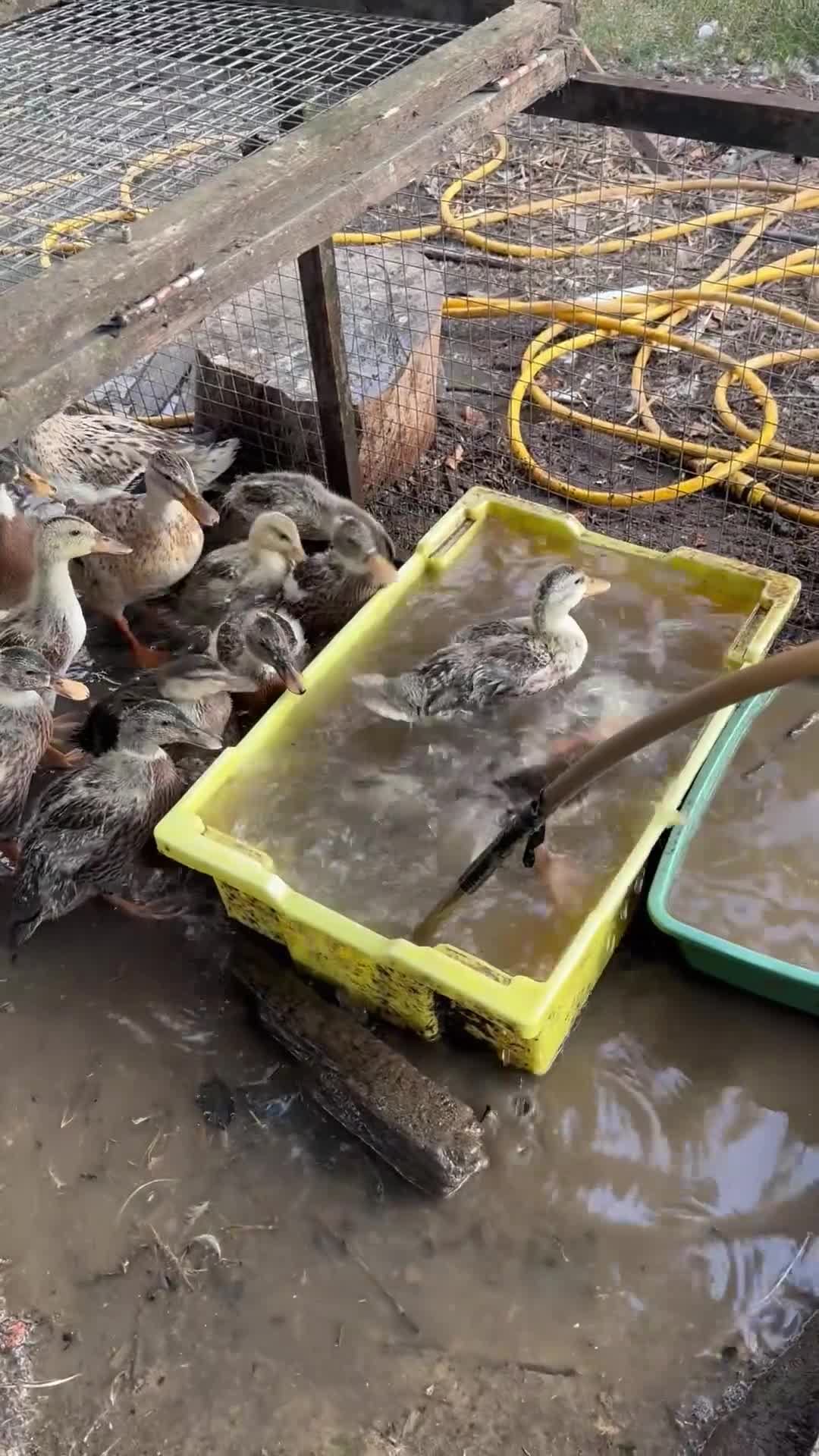 Ducks poultry for sale: Call duck ducklings - Video 1
