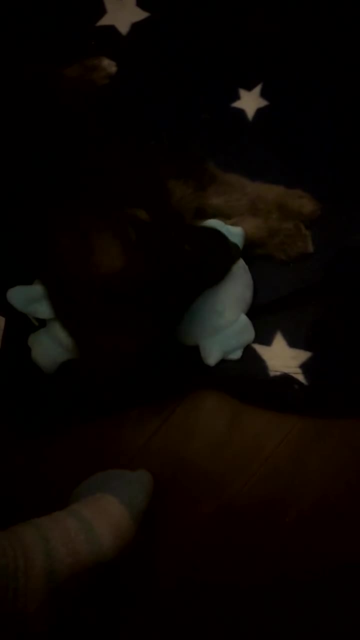 German Shepherd dogs for sale: German Shepherd puppy for sale! - Video 1