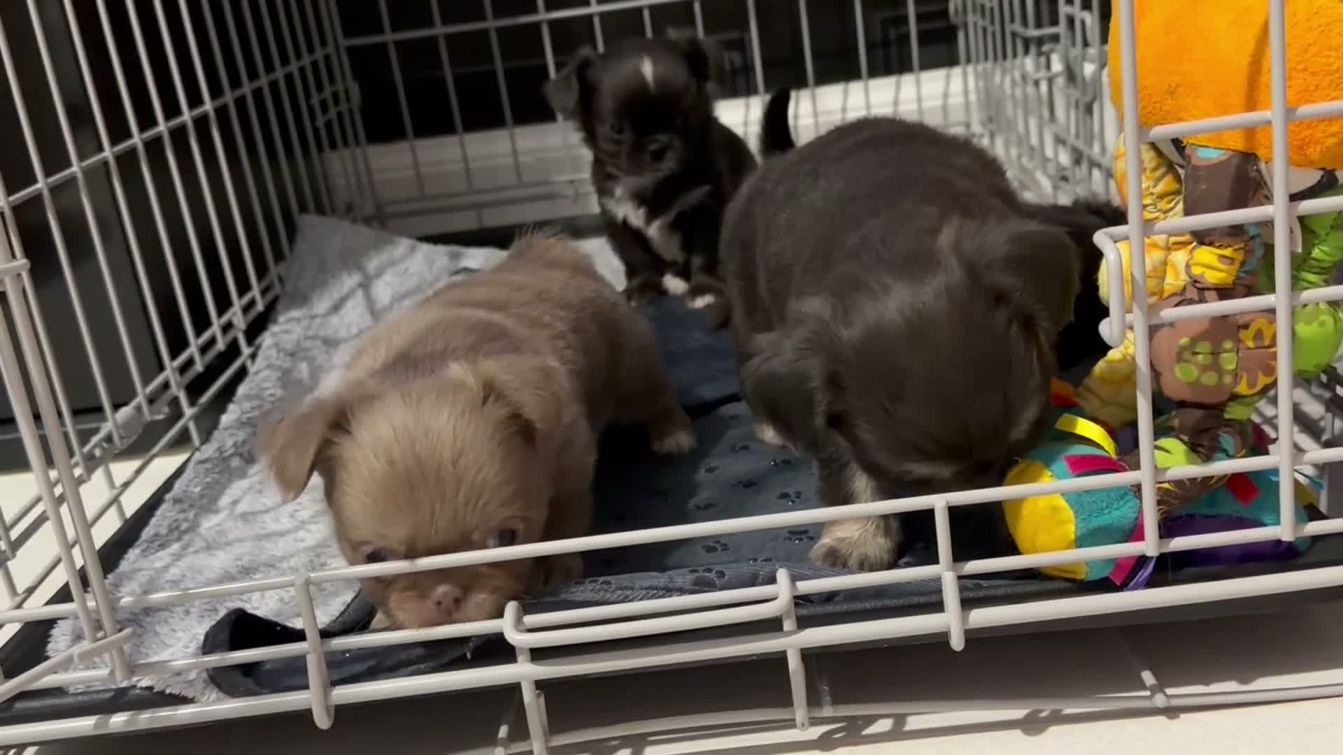 Chihuahua dogs for sale: Long coat chihuahua  - Video 2