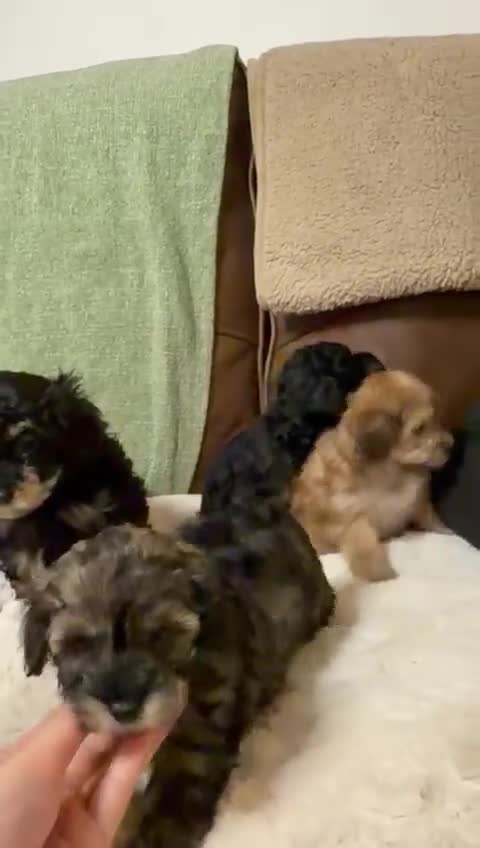 Maltipoo dogs for sale: Multipoo - Video 1