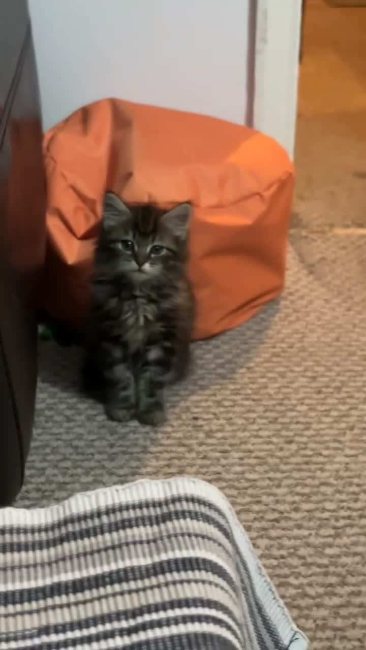 Mixed Breed cats for sale: Longhaired kitten + accessories for sale  - Video 4