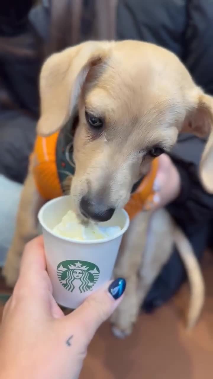 Mixed Breed dogs for adoption: Rusty the tiny cuddle monster  - Video 1