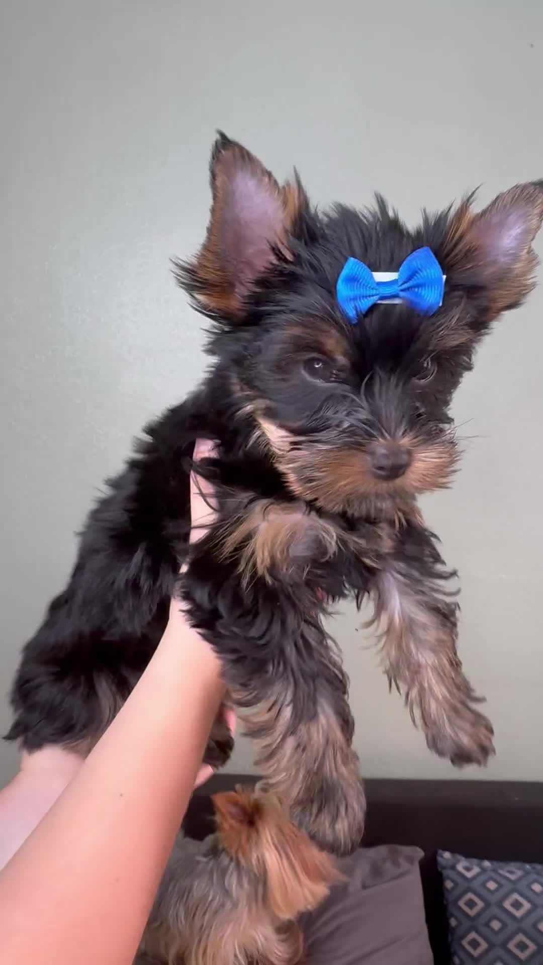 Yorkshire Terrier dogs for sale: 5 ⭐️ Pedigree Unique Puppies for Sale - Video 5