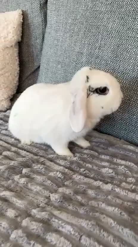 Mini Lop rabbits for sale: Mini lop buck - Video 1