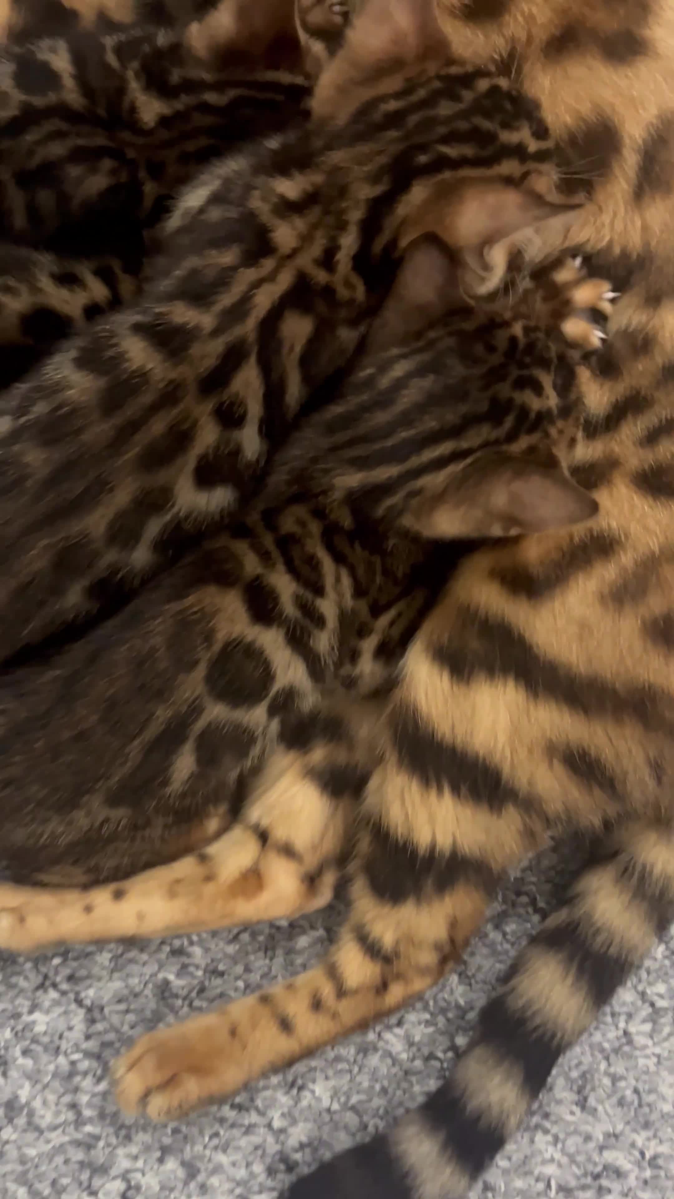 Bengal cats for sale: BENGAL KITTENS - Video 1