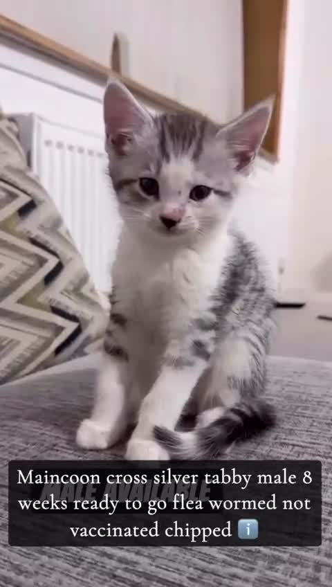 Maine Coon cats for sale: Male main coon cross silver tabby kitten 8 weeks - Video 2