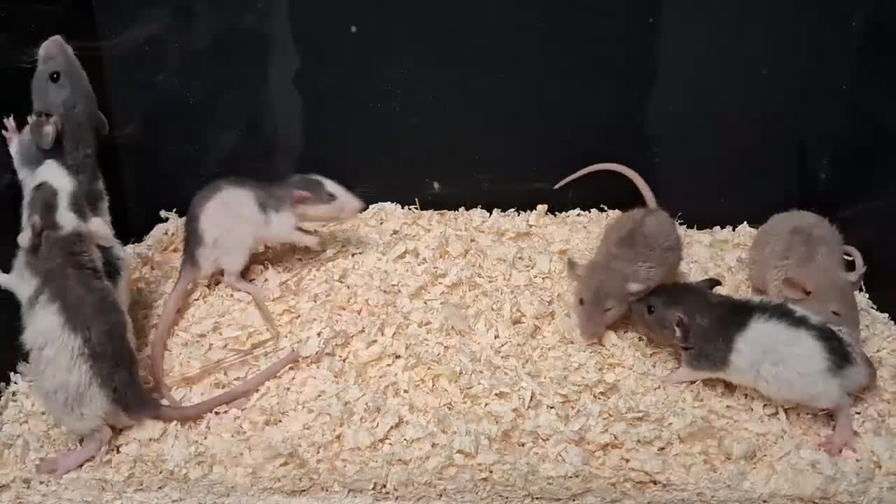Rat rodents for sale: Baby Dumbo Rat's, various types  - Video 3