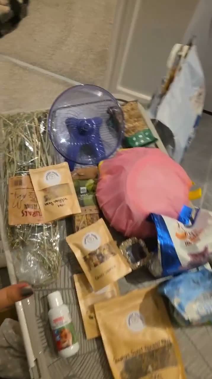 Hamster rodents for sale: Russian dwarf in Luton - Video 1