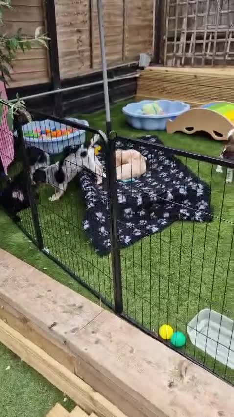 Cockapoo dogs for sale: COCKER SPANIEL 3 boys left. - Video 4