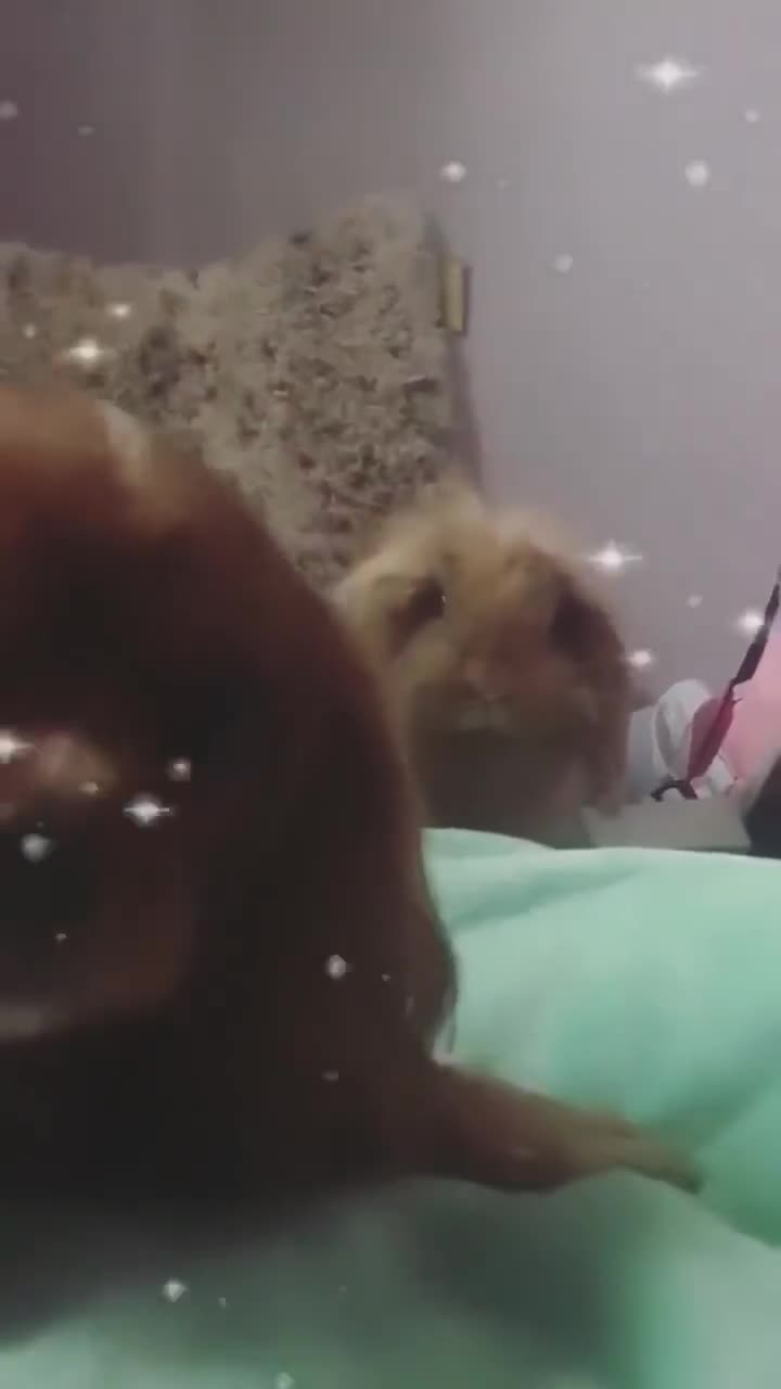 Mini Lion Lop rabbits for sale: Unique Bunnies  - Video 1