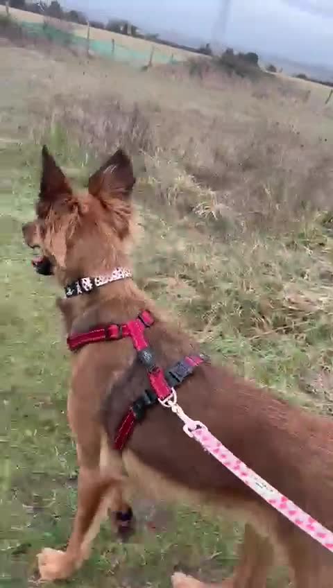 Mixed Breed dogs for sale: Pretty girl Trudi looking for her forever home  in Portsmouth - Video 3