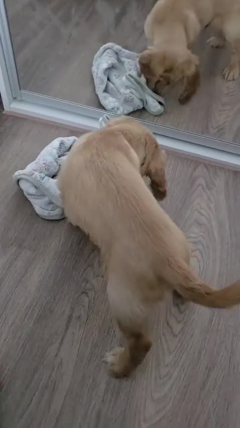 Cocker Spaniel dogs for sale: Golden Working Cocker Spaniel Puppy  - Video 1