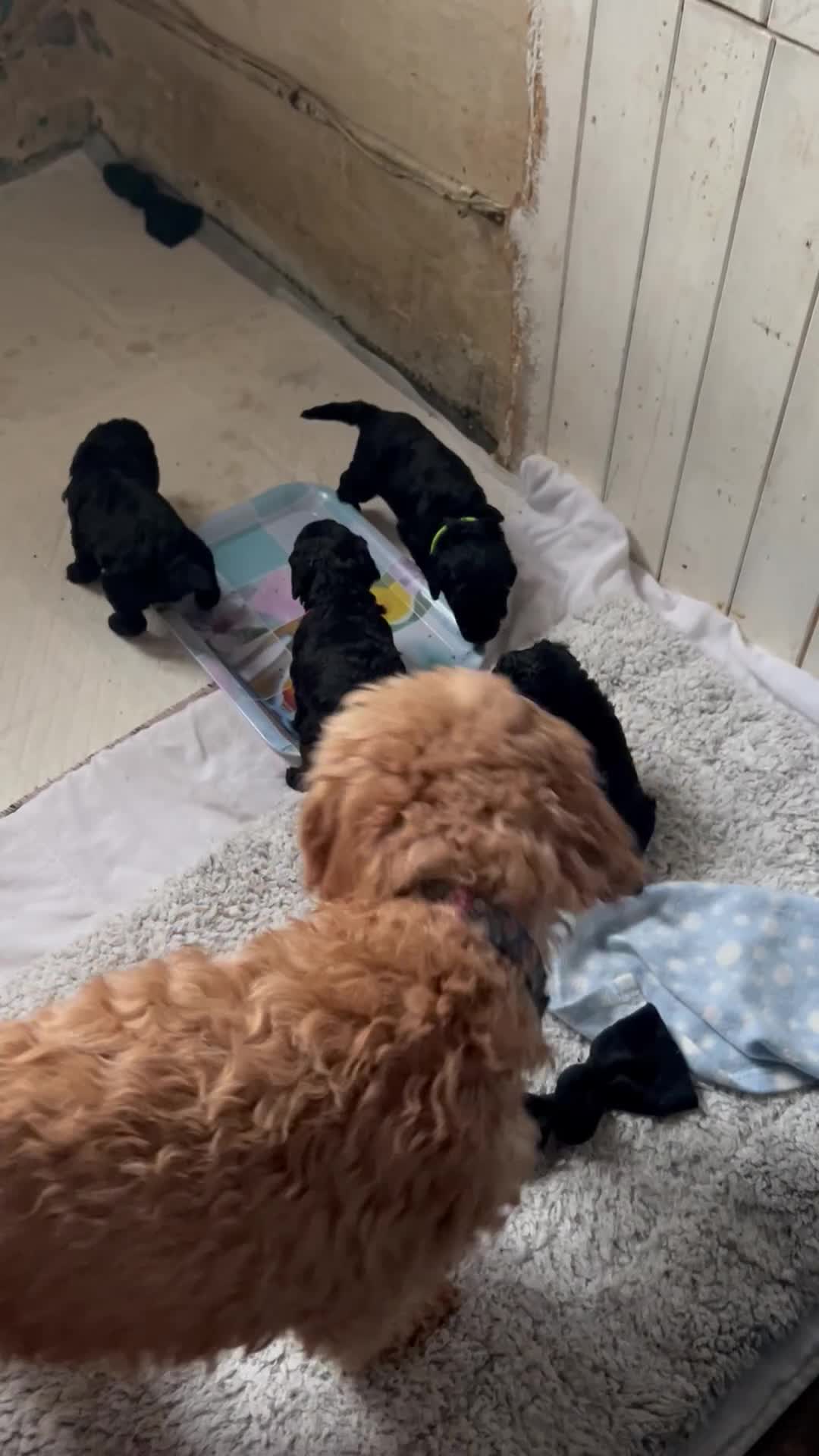Cockapoo dogs for sale: F1B cockapoo puppies  - Video 1