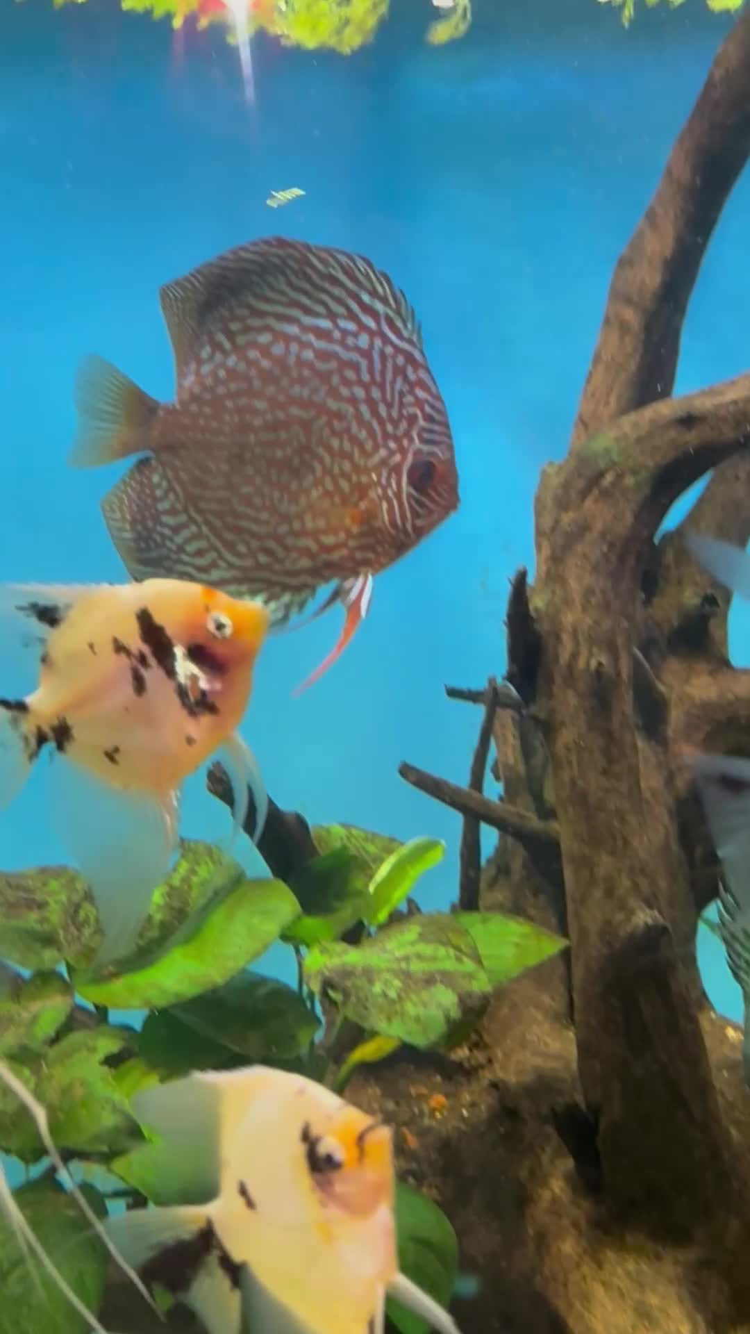 Discus fish for sale: 10 discus for sale due to house move - Video 2