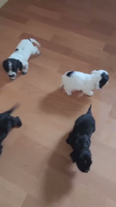 Cocker Spaniel dogs for sale: Reduced! Working cockers ready now!! - Video 2