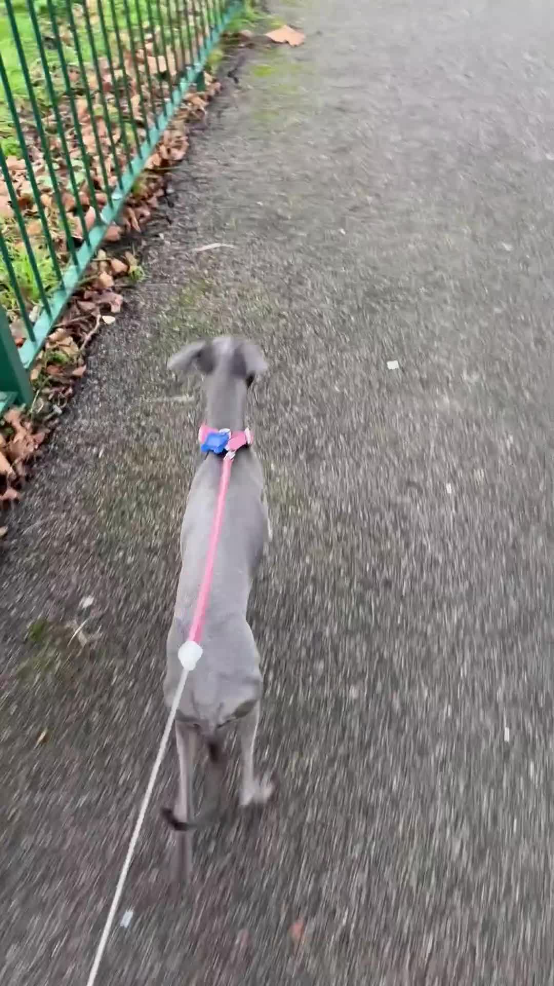 Italian Greyhound dogs for stud: Proven handsome blue Italian greyhound  in London - Video 2