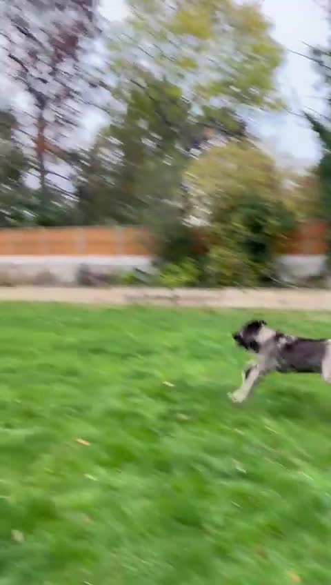 Caucasian Shepherd Dog dogs for sale: 🏡 ADOPT MISHA 🐾 FREE 🌟 Make a Christmas Miracle - Video 1