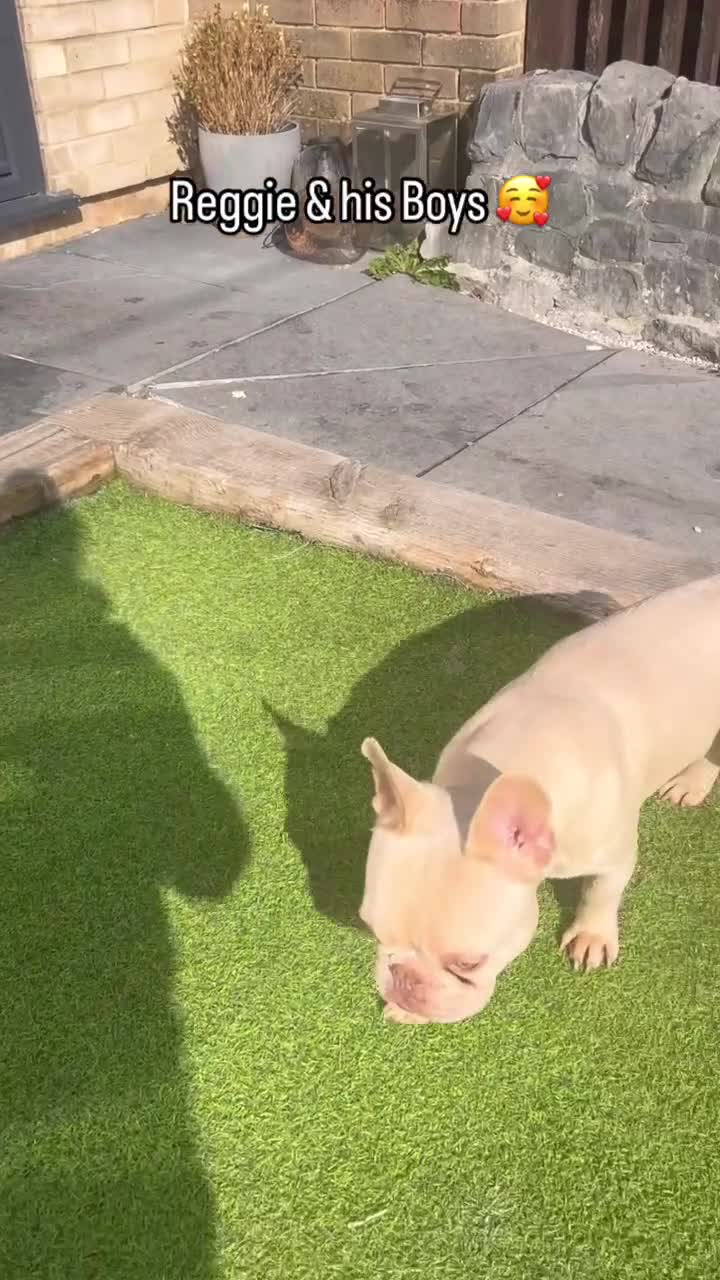 French Bulldog dogs for sale: Ebou x from highly tested Parents - Video 2
