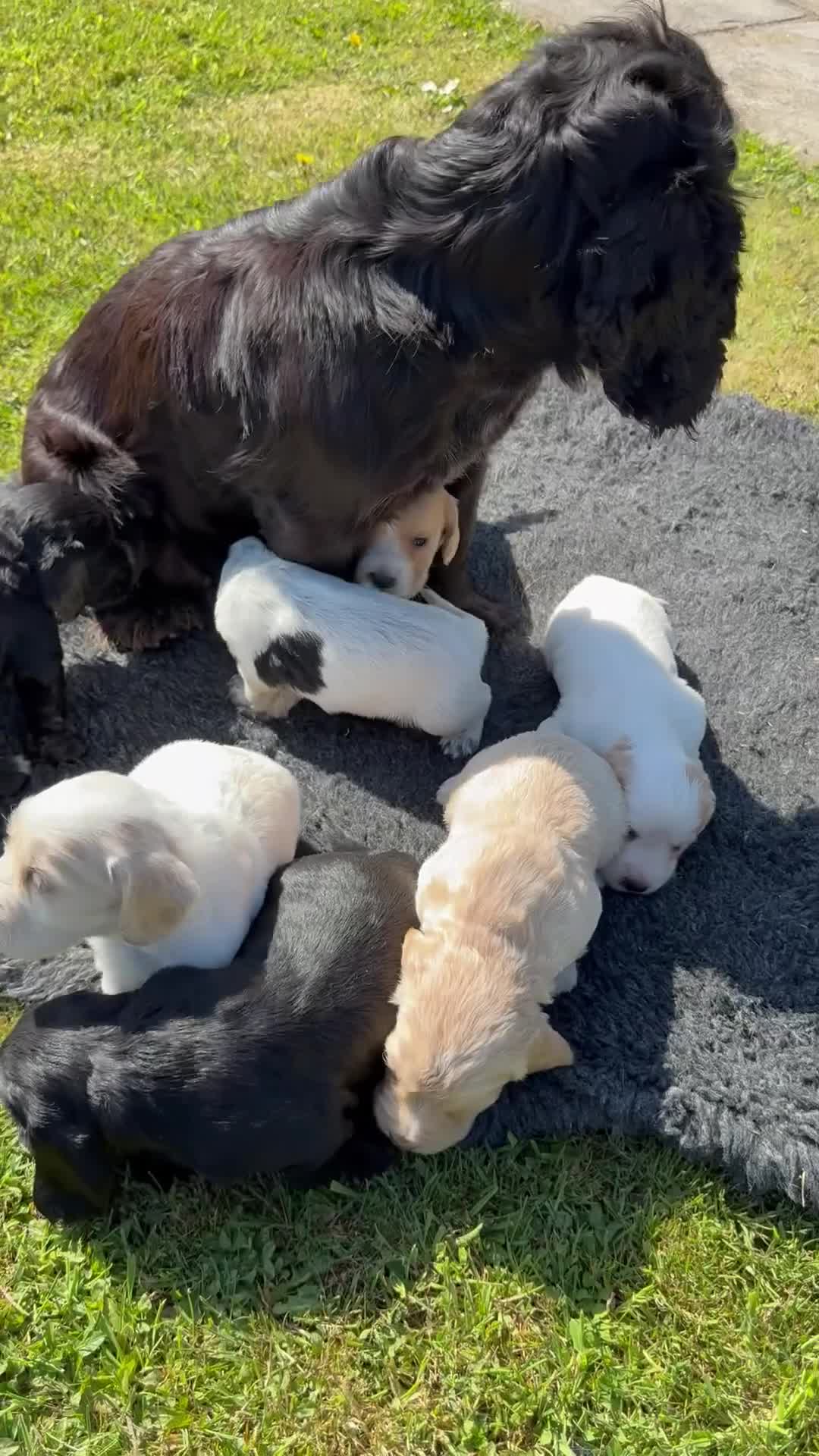 Cocker Spaniel dogs for sale: FULLY VACCINATED Black FEMALE cocker spaniel in Mold - Video 2
