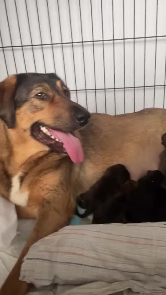 Mixed Breed dogs for sale: Belgian Malinois / Turkish Kangal / Cane Corso - Video 2
