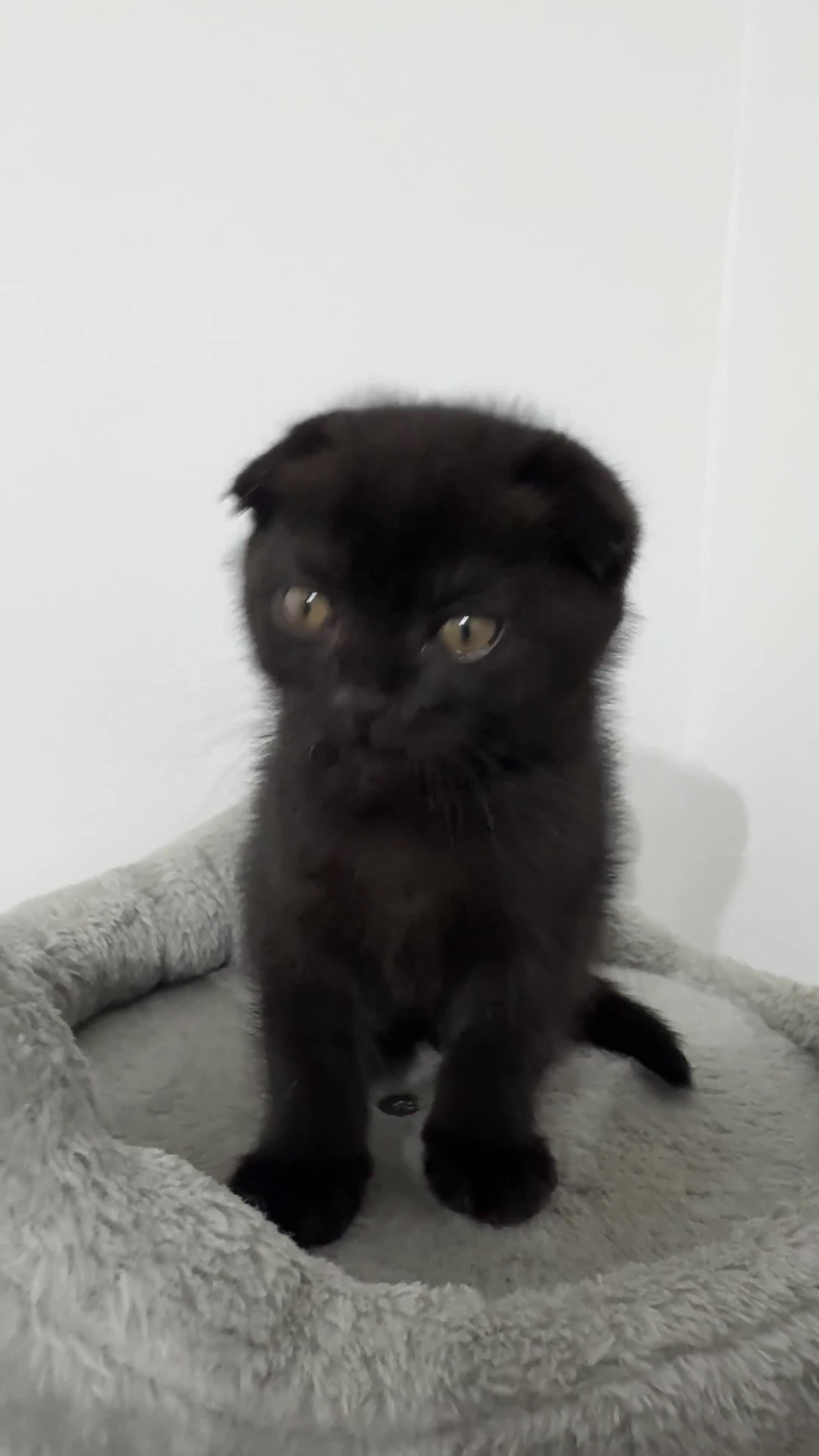 British Shorthair cats for sale: British Shorthair in Isleworth - Video 3