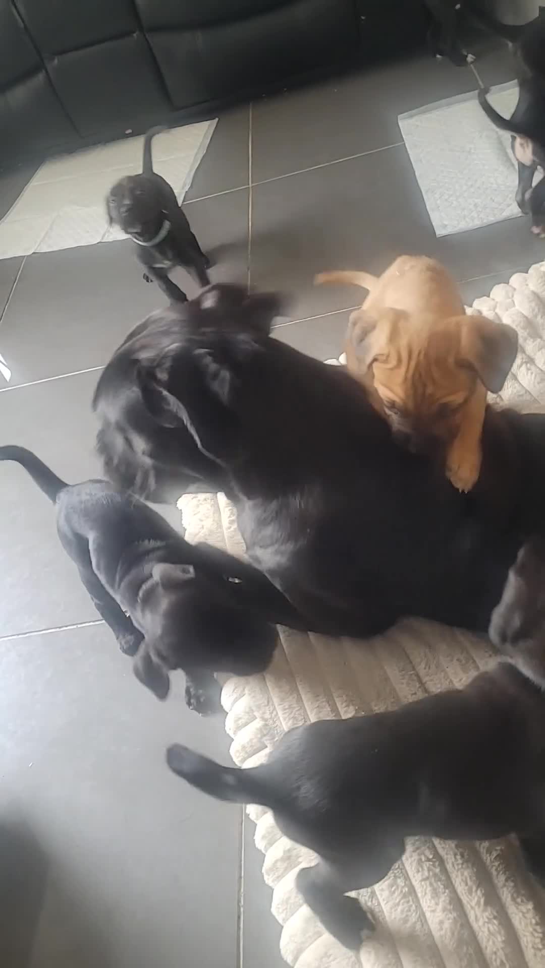 Cane Corso dogs for sale: ❗️READY TO GO NOW❗️2 FEMALE CANE CORSO - Video 3