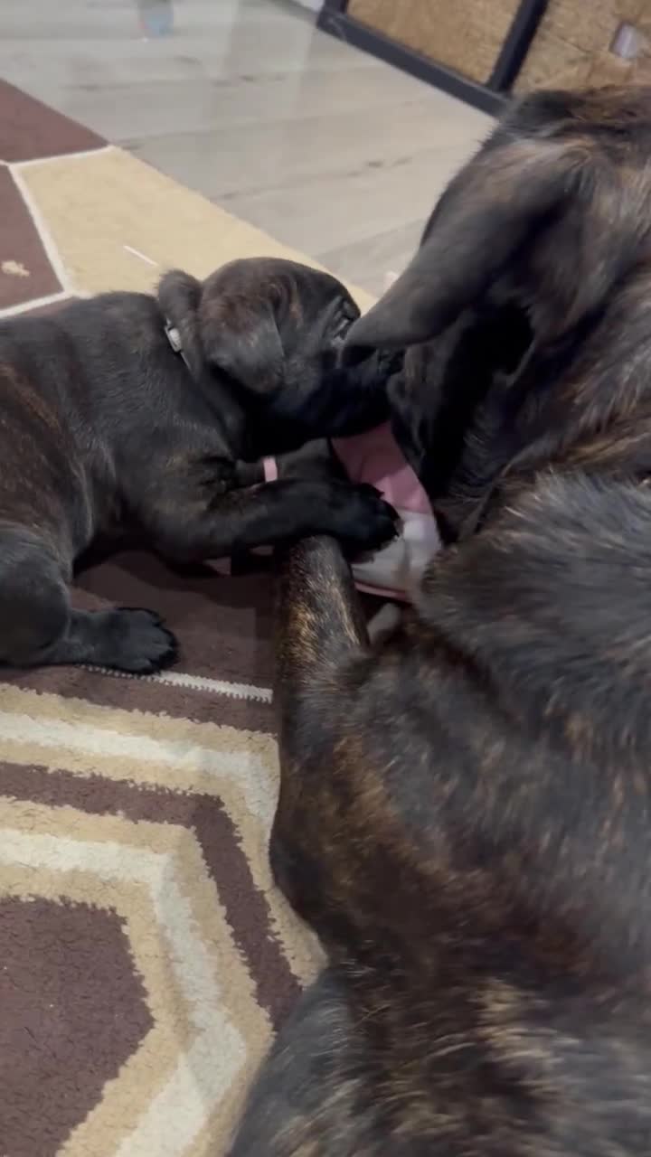 Cane Corso dogs for sale: Chunky Cane Corso Cross Pups – Ready Next Week! - Video 2