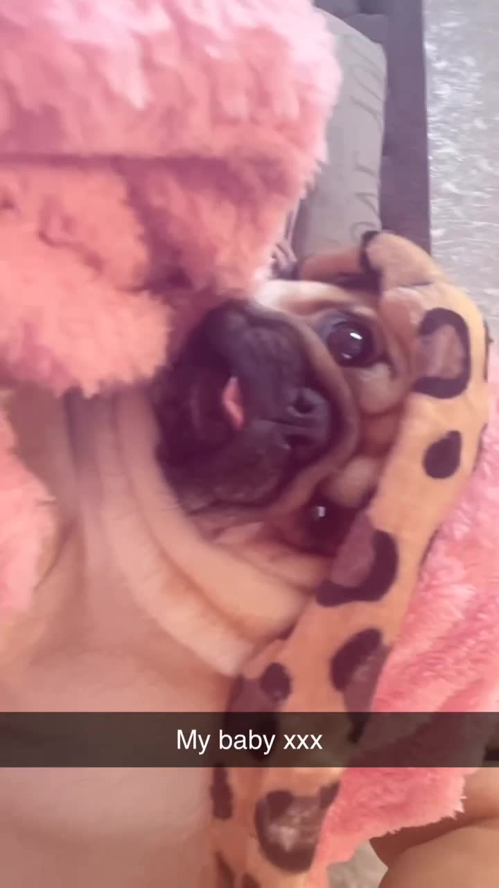 Pug dogs for sale: Skye the pug - Video 1