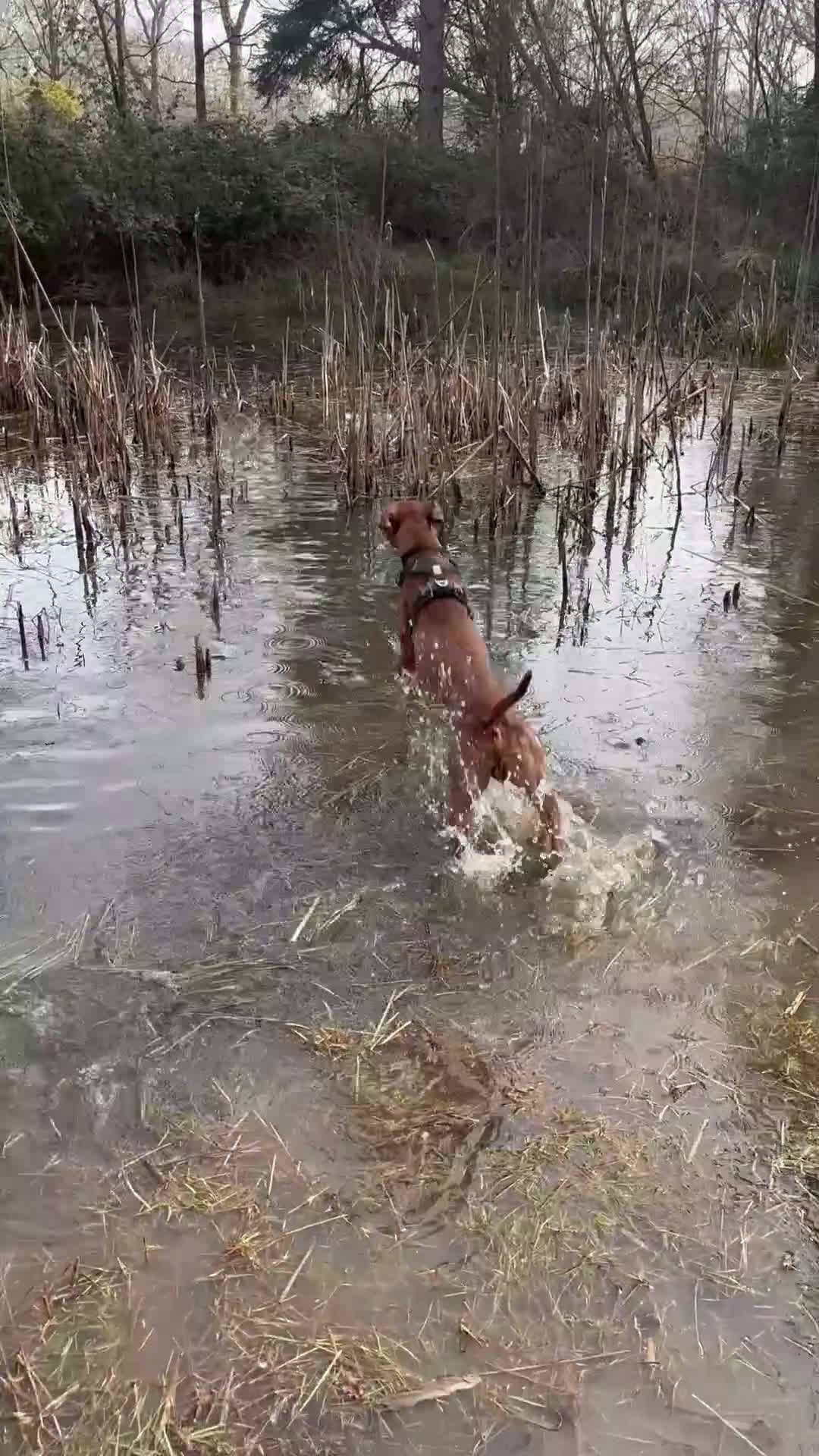 Hungarian Vizsla dogs for sale: Nero, 1 year 2 month old Hungarian Viszla male in Romsey - Video 1