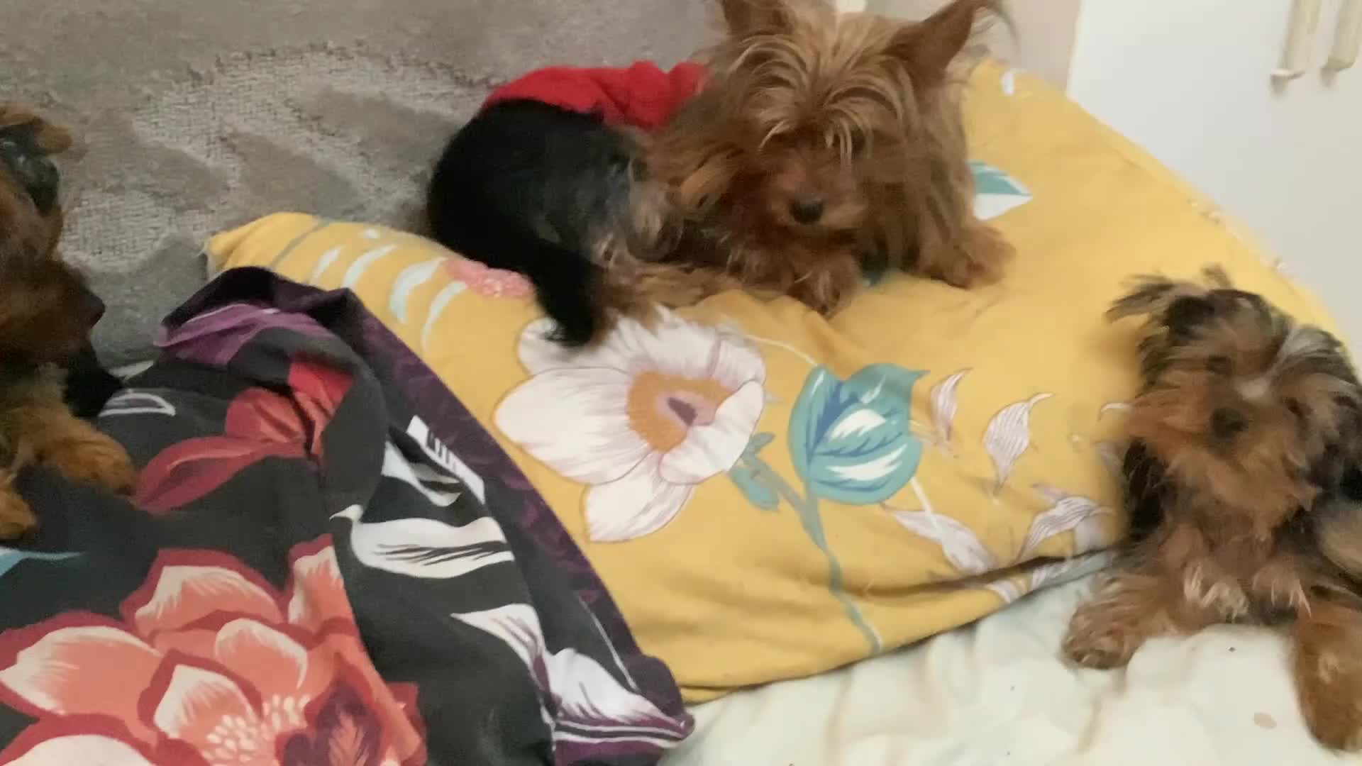 Yorkshire Terrier dogs for sale: Yorkshire Nned gone asap - Video 1