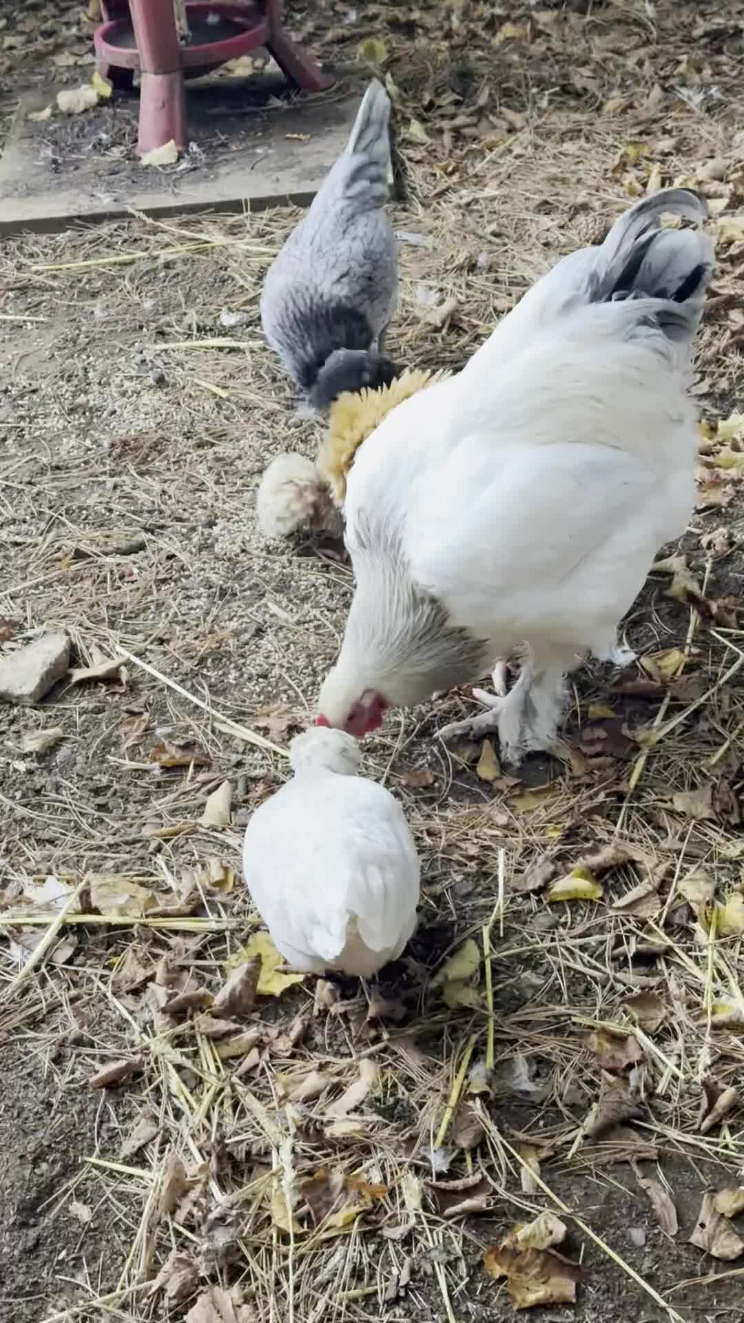 Chickens poultry for sale: Magnificent Bramha Cockerel - Video 1