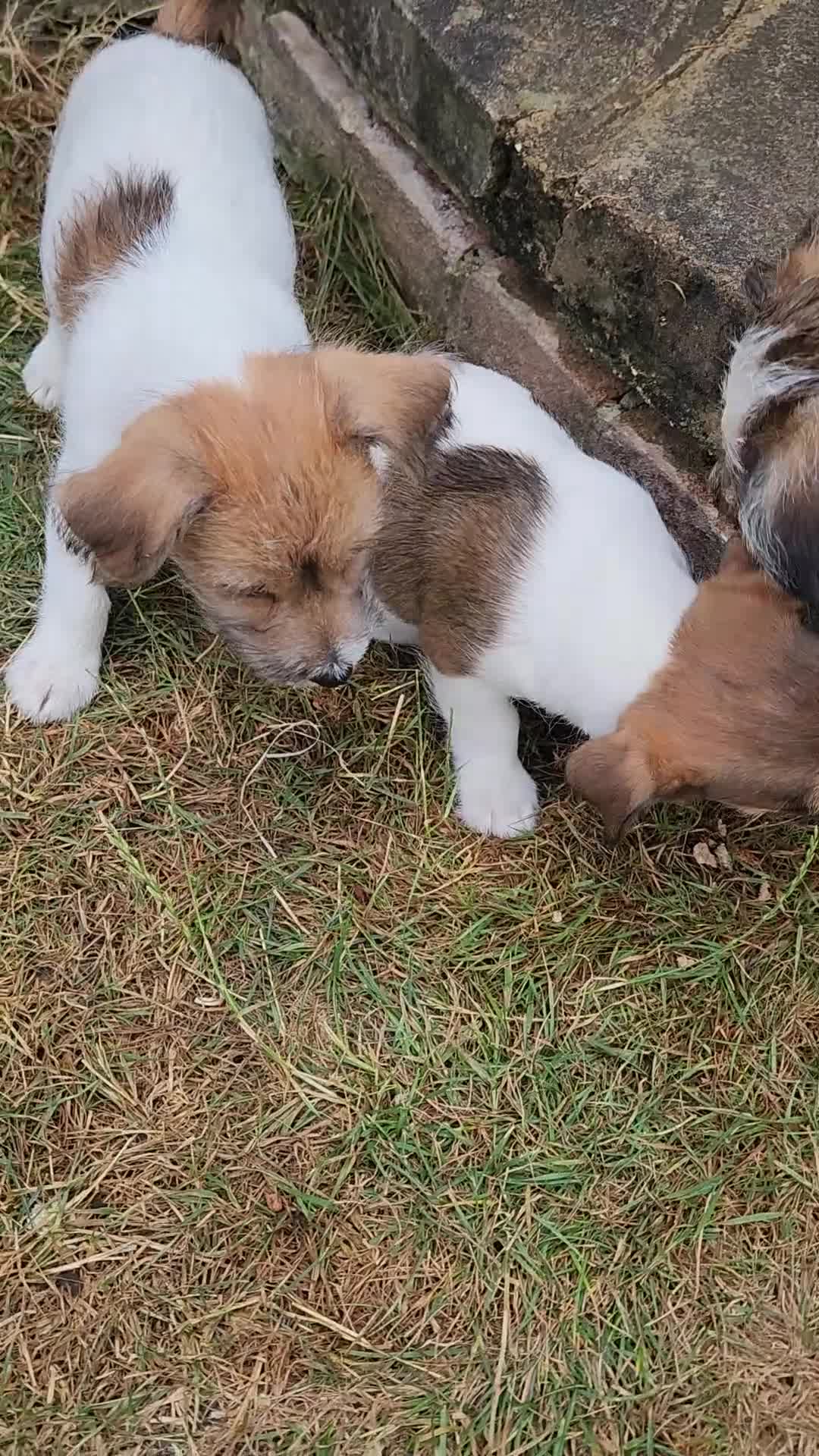 Jack Russell dogs for sale: 2 Gorgeous Jack Russell Males for sale - Video 3