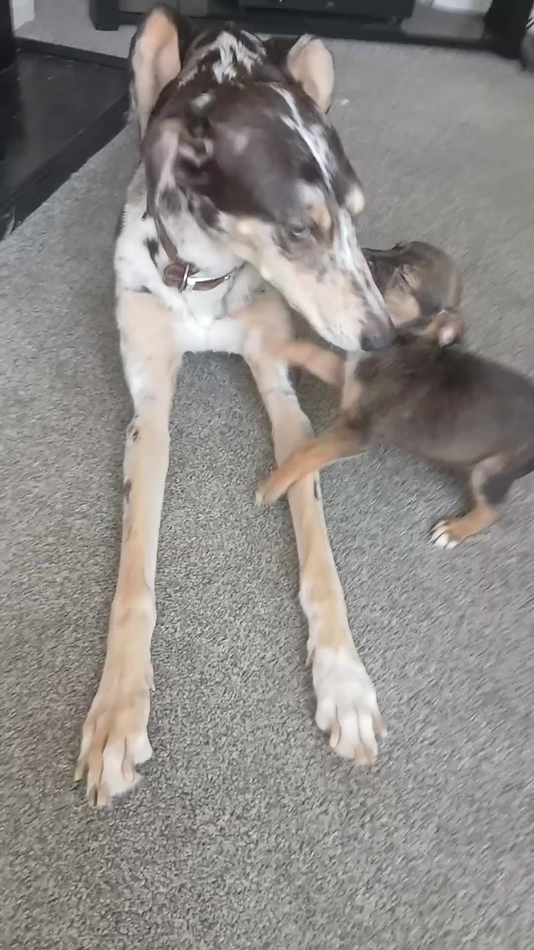 Lurcher dogs for sale: Lurcher pups - Video 1