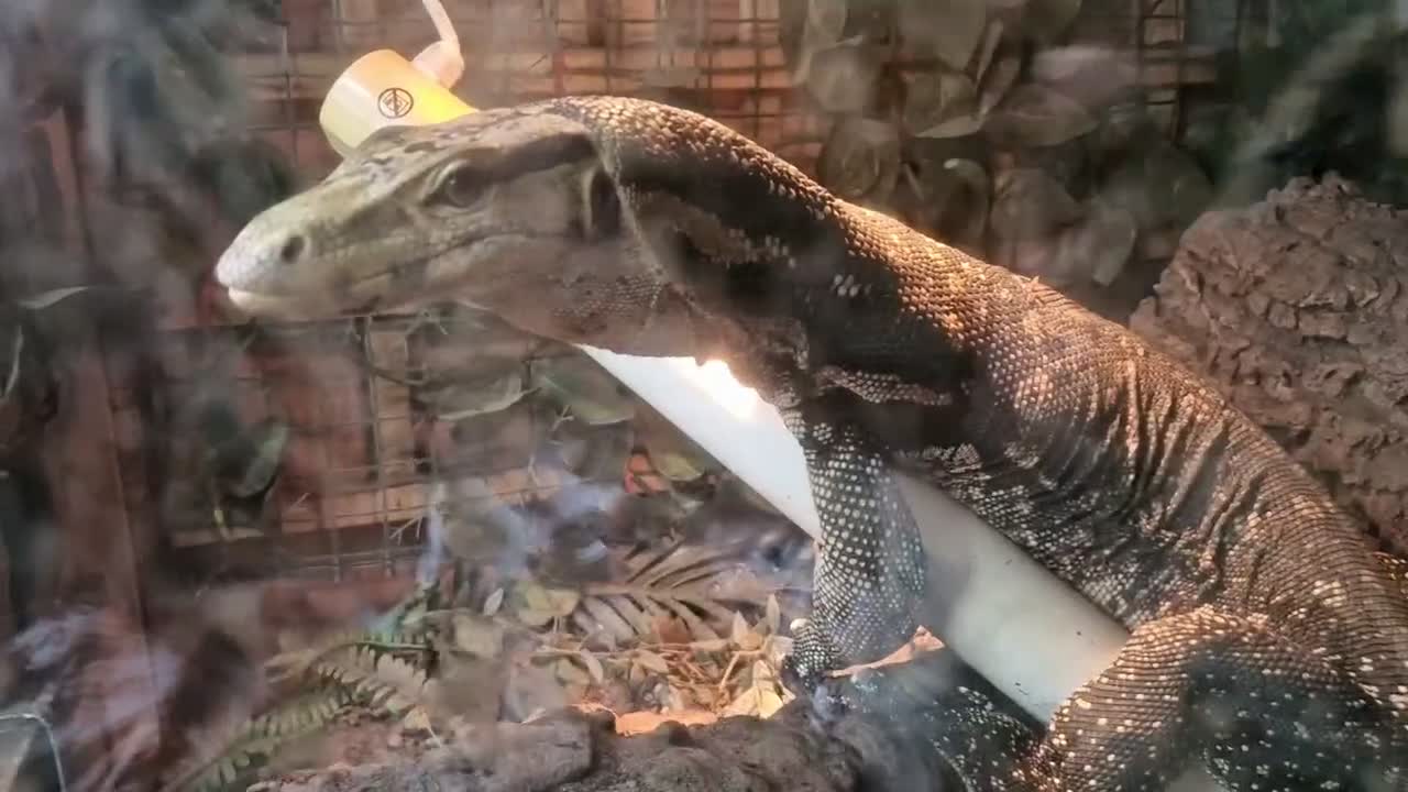 Monitor reptiles for sale: Water Monitor Crossed with a Cumingi in Bristol - Video 1