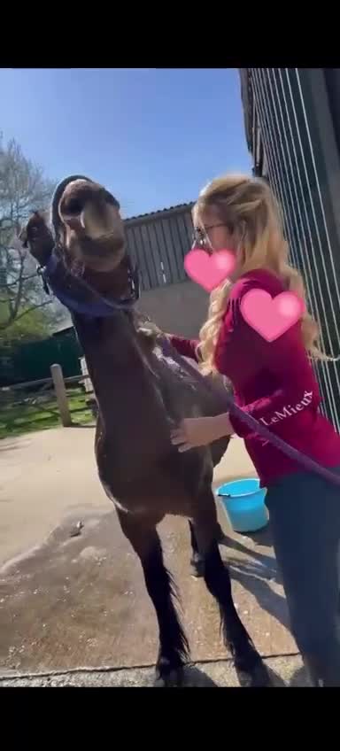 New Forest horses for sale: Dash - looking for a loving home. - Video 1