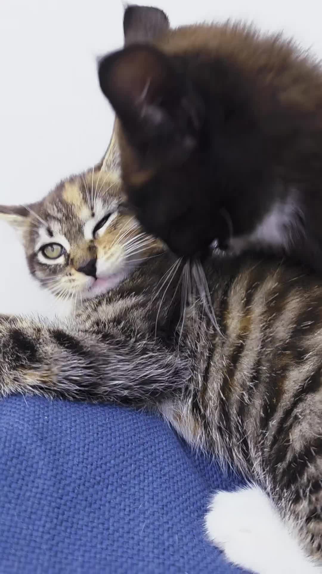 Mixed Breed cats for sale: Maine Coon Cross Kittens for Sale  - Video 1