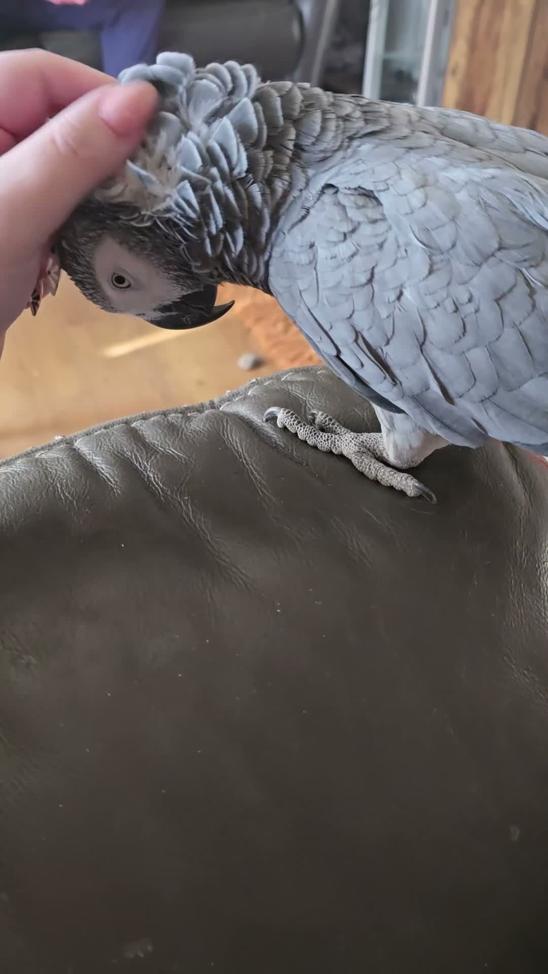 Parrots birds for sale: African grey female -Flo in Barnsley - Video 1